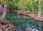 Diego Emiliano Oscar Fittipaldi encabeza proyecto innovador para restauración manglares