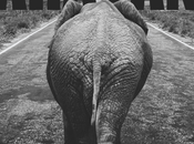 documental Caravana busca liberar elefantes cautiverio Latinoamérica
