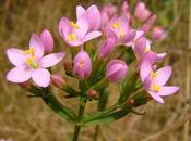 Centaurea menor