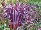 Cordyline