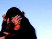 Murió mona Chita… simios ríen inocentes palomitas