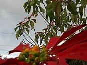 Feliz Navidad 2011