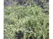 Esparraguera