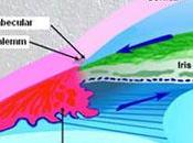 Repaso Glaucoma.