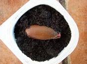Coscoja (Quercus coccifera)