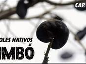 Timbó (video)