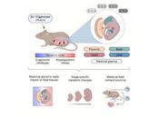 Efectos diabetes metabolismo desarrollo fetal