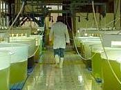 producción biocombustible genera gran potencial negocios para microalgas