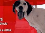 líder manada Capítulo