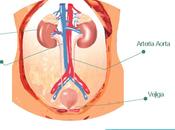 Infección urinaria niños enfermedad renal crónica