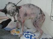 Suplicamos acogida para husky vagva refugio morira‏