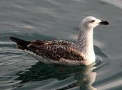 Gavión atlántico-larus marinus