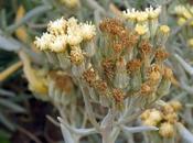 (Senecio bergii)