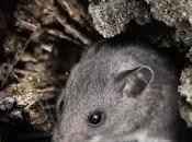 'Ratatouille' Gales: vídeo muestra ratón ordenando cobertizo.
