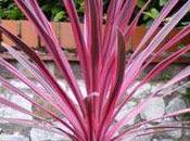 Cordyline