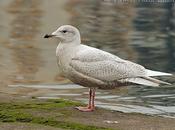 Gaviotas polares Santander...