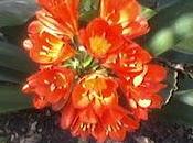 Cultivo Clivia