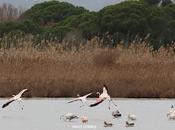 Flamencos Remolar