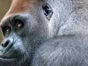 Muere gorila Xebo Barcelona, especie peligro extinción
