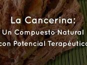 Cancerina: Compuesto Natural Potencial Terapéutico
