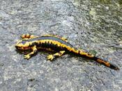 salamandra sorprendida frío