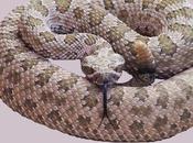 serpiente