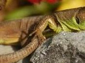 Kibray-lagarto