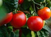 Cultivan tomates ayuda revolucionaria técnica edición genética CRISPR
