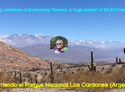 Recorriendo Parque Nacional Cardones (Argentina), entre cardones flores amancay, enorme bolsillo 65.520 hectáreas.