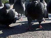 Barcelona busca reducir población palomas pide darles comer
