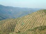 Venta olivar
