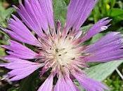 Centaurea áspera