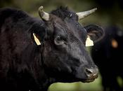 Wagyu