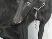 ¡SOS! Emergencia galgos perrera Jerez Gesser, sacrificio inminente!