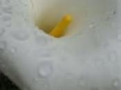 madre tierra, amar apasionadamente