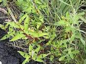 Persicaria