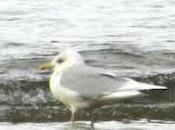 adulto gaviota polar