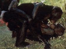 Aprendiendo bonobos...