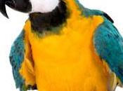 Estrategia persuasión loro