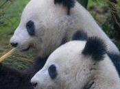 método df.describe() Pandas para análisis datos