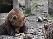 alumnos Infantil Primaria Cuenca podrán ponerle nombre tres osos lobas Hosquillo’