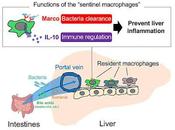 Identifican papel macrófagos centinelas hígado
