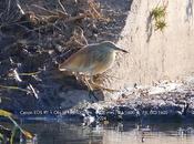 Garcilla cangrejera Parc Fluvial Besòs