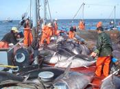 pesca global