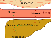 lactato rivaliza glucosa como principal combustible