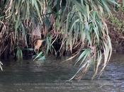 Avetorillo Parc Fluvial.