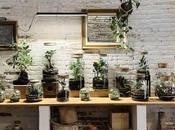 Abre Pop-up Plantas tienda Fedra Barcelona