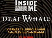 Think Inside Deaf Whale perro parte atrás coche