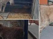 Rescate heroico burrita cría Policía Montada colonia Satélite