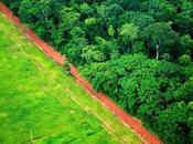 Lavado verde para seguir explotando Amazonia